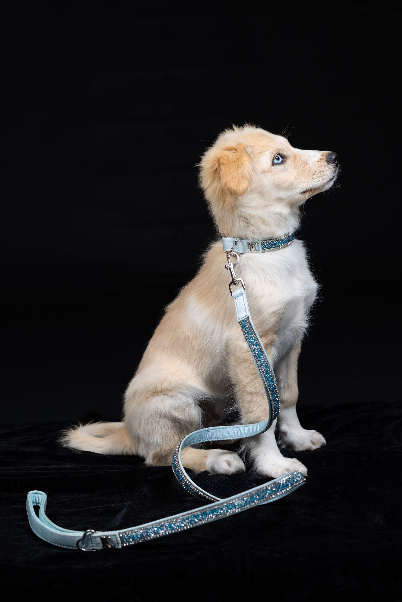 Hundehalsband „Royal Sky“ – königsblau mit Kristallen