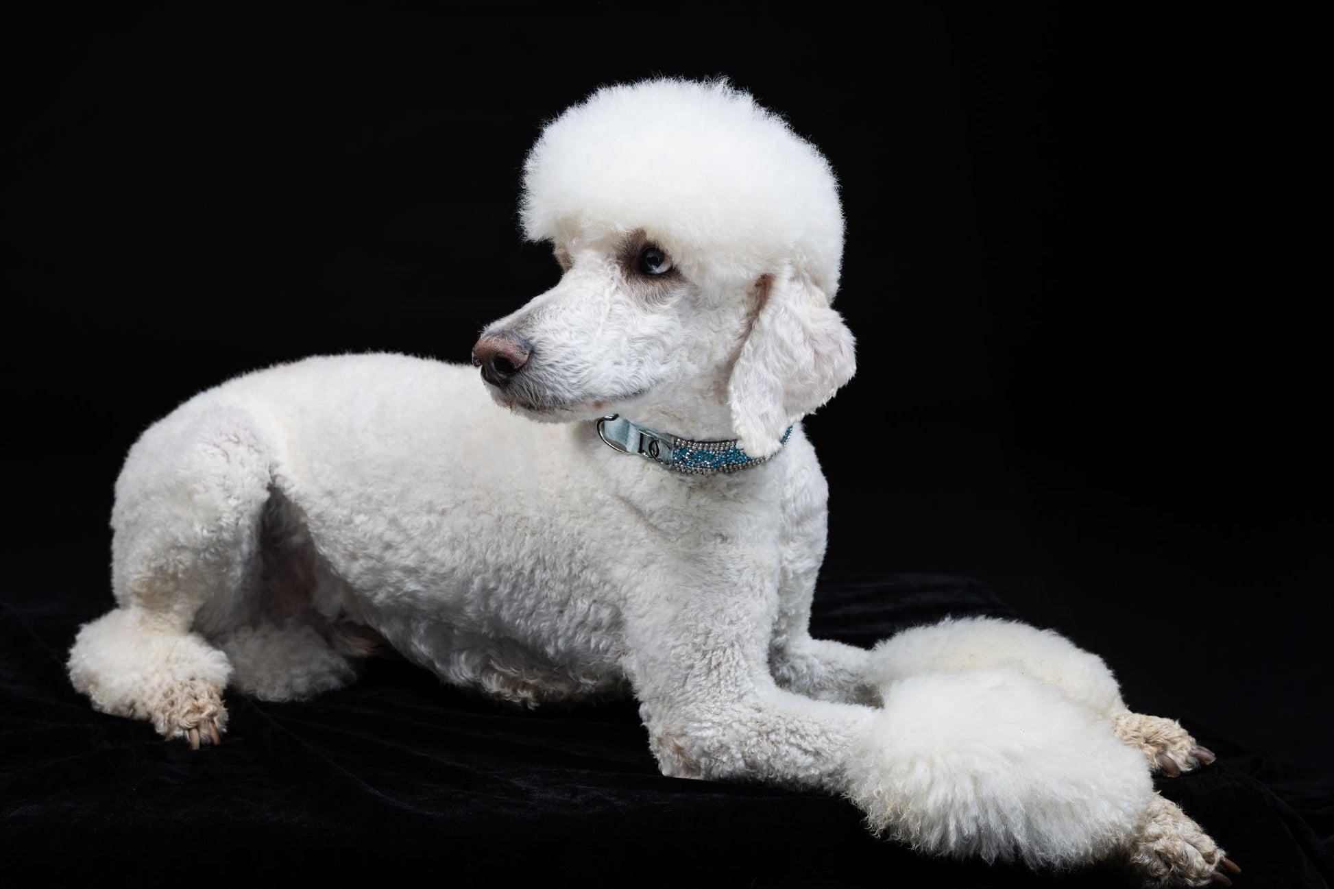 Hundehalsband „Royal Sky“ – königsblau mit Kristallen