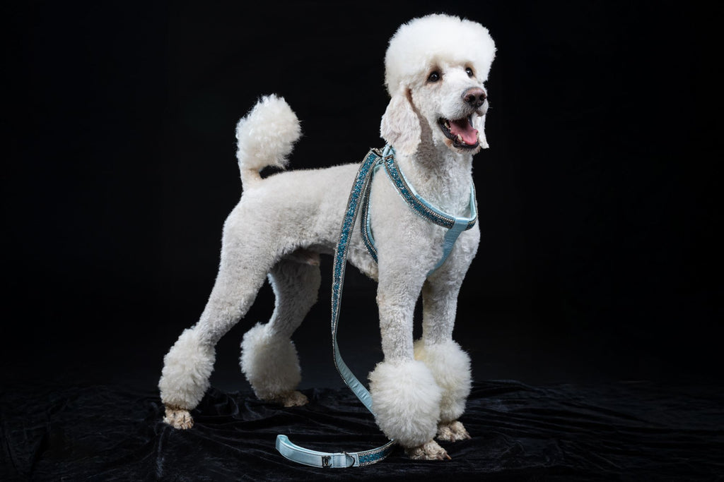 Hunde Design-Geschirr „Royal Sky“ – blau mit Kristallen