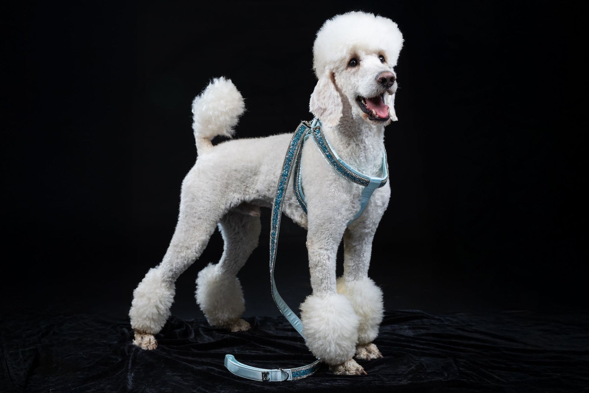 Hunde Design-Geschirr „Royal Sky“ – blau mit Kristallen