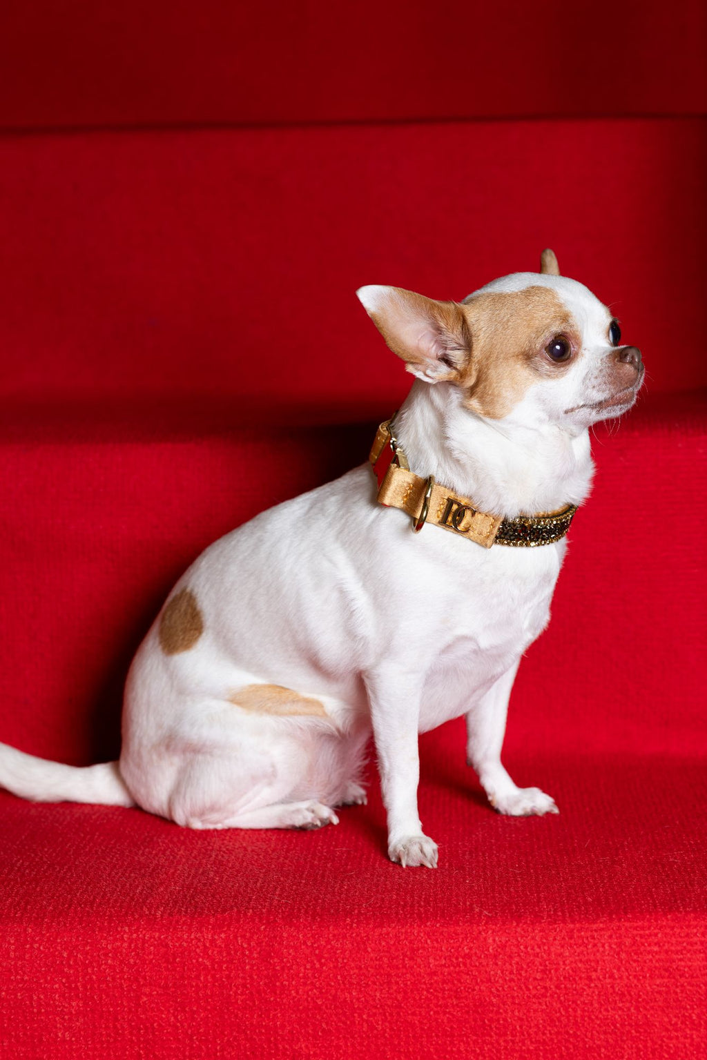 Hundehalsband „Golden Glow“ – gold mit Kristallen