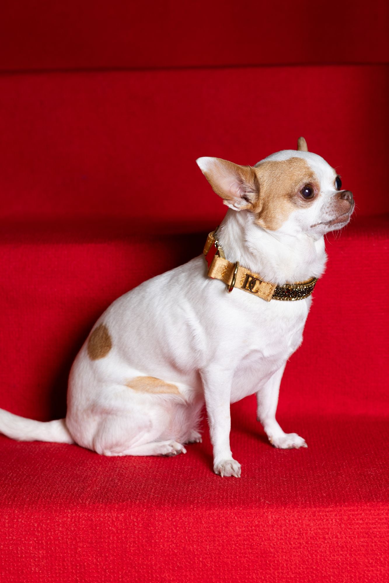 Hundehalsband „Golden Glow“ – gold mit Kristallen