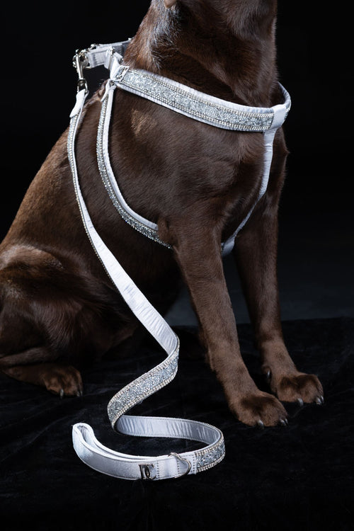Hunde Design-Geschirr „Crystal Moonlight“ – silber mit Kristallen