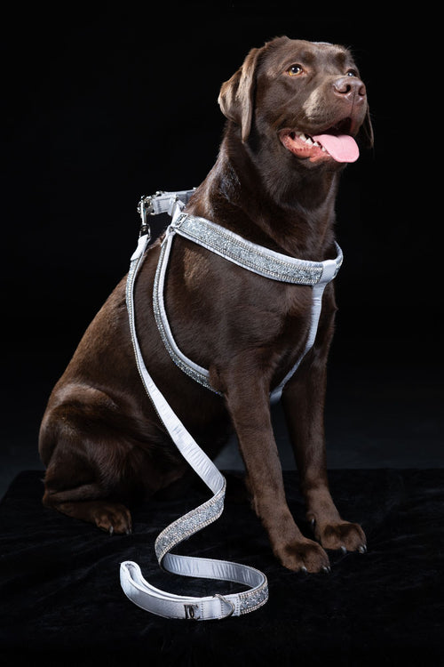 Hunde Design-Geschirr „Crystal Moonlight“ – silber mit Kristallen