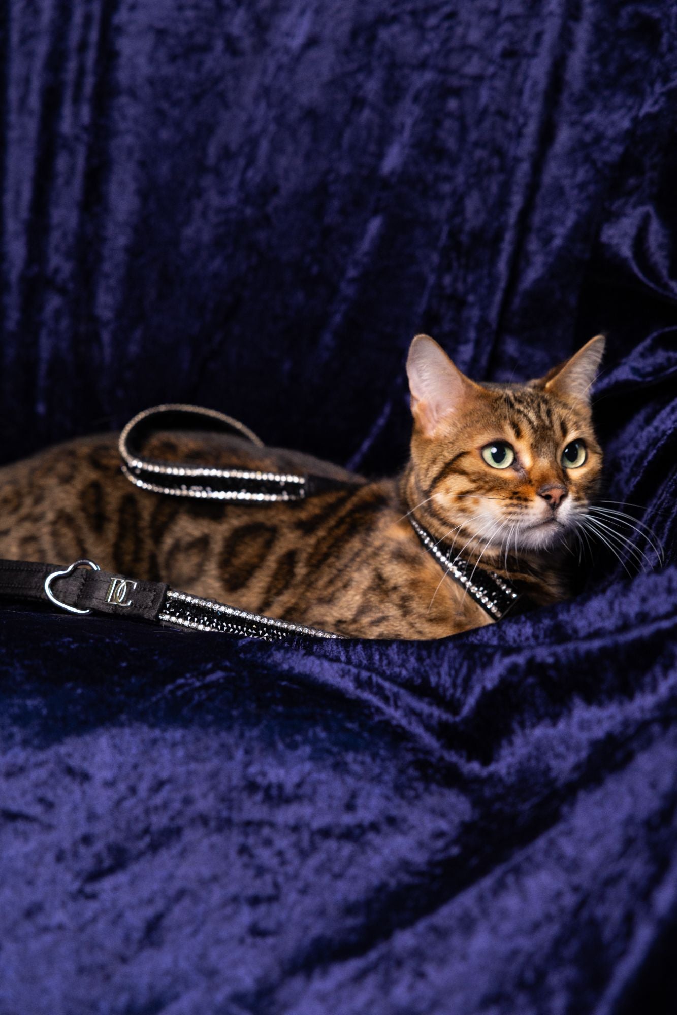 Luxus-Katzenleine „Black Elegance“ – schwarz mit Kristallen