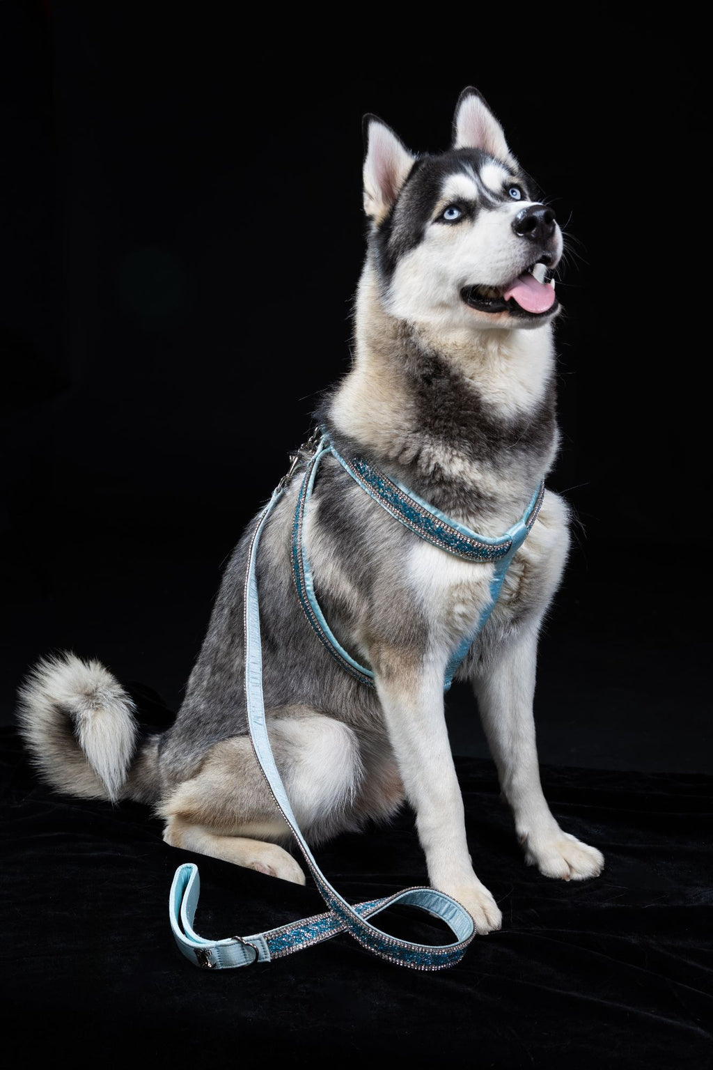 Hunde Design-Geschirr „Royal Sky“ – blau mit Kristallen