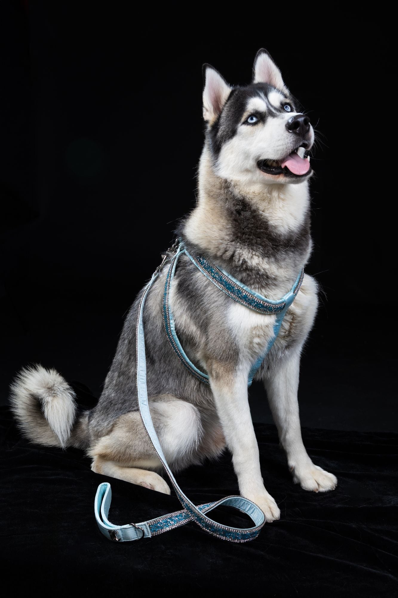 Hunde Design-Geschirr „Royal Sky“ – blau mit Kristallen