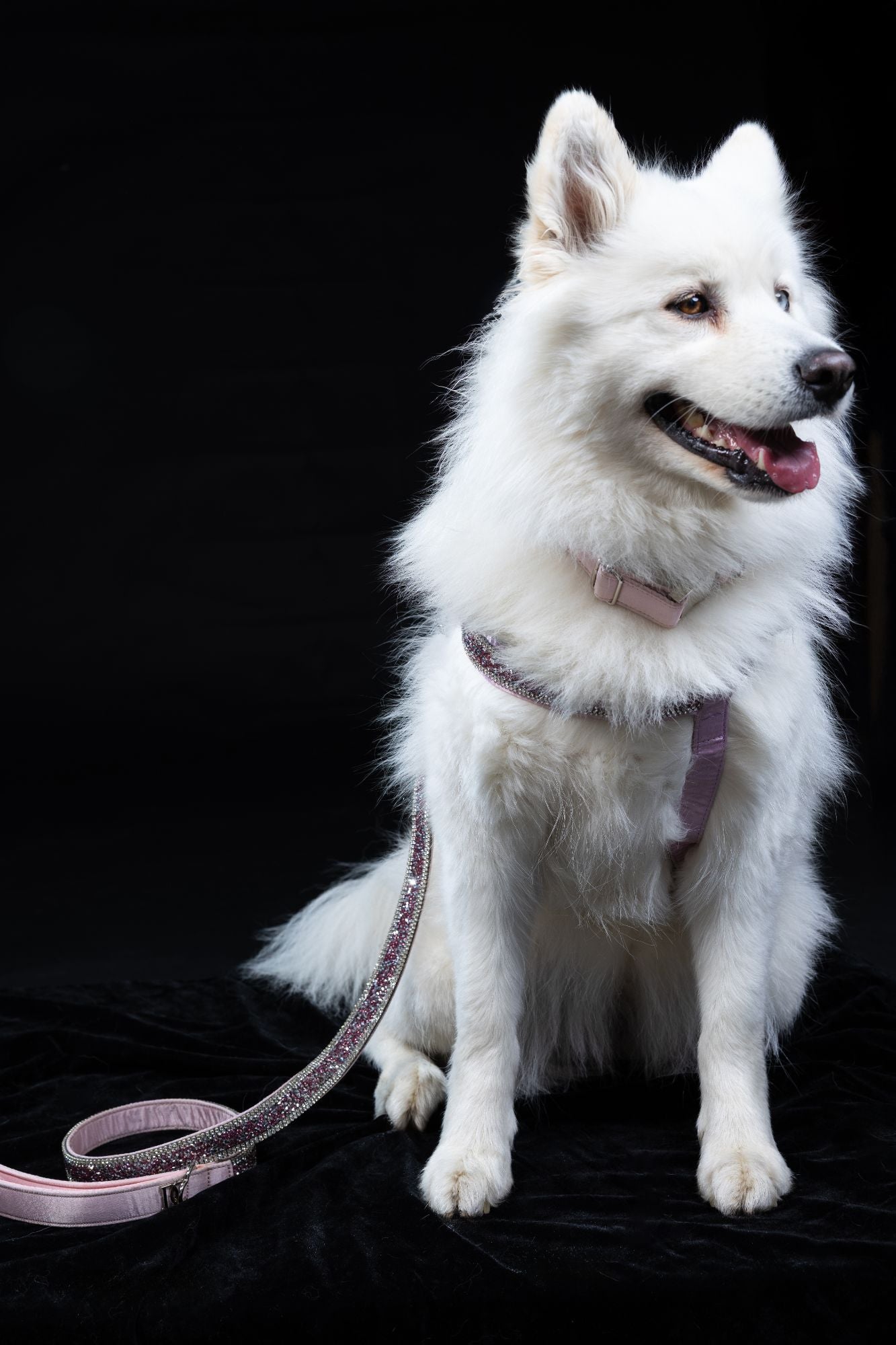 Hunde Design-Geschirr „Rosé Glamour“ – pink mit Kristallen