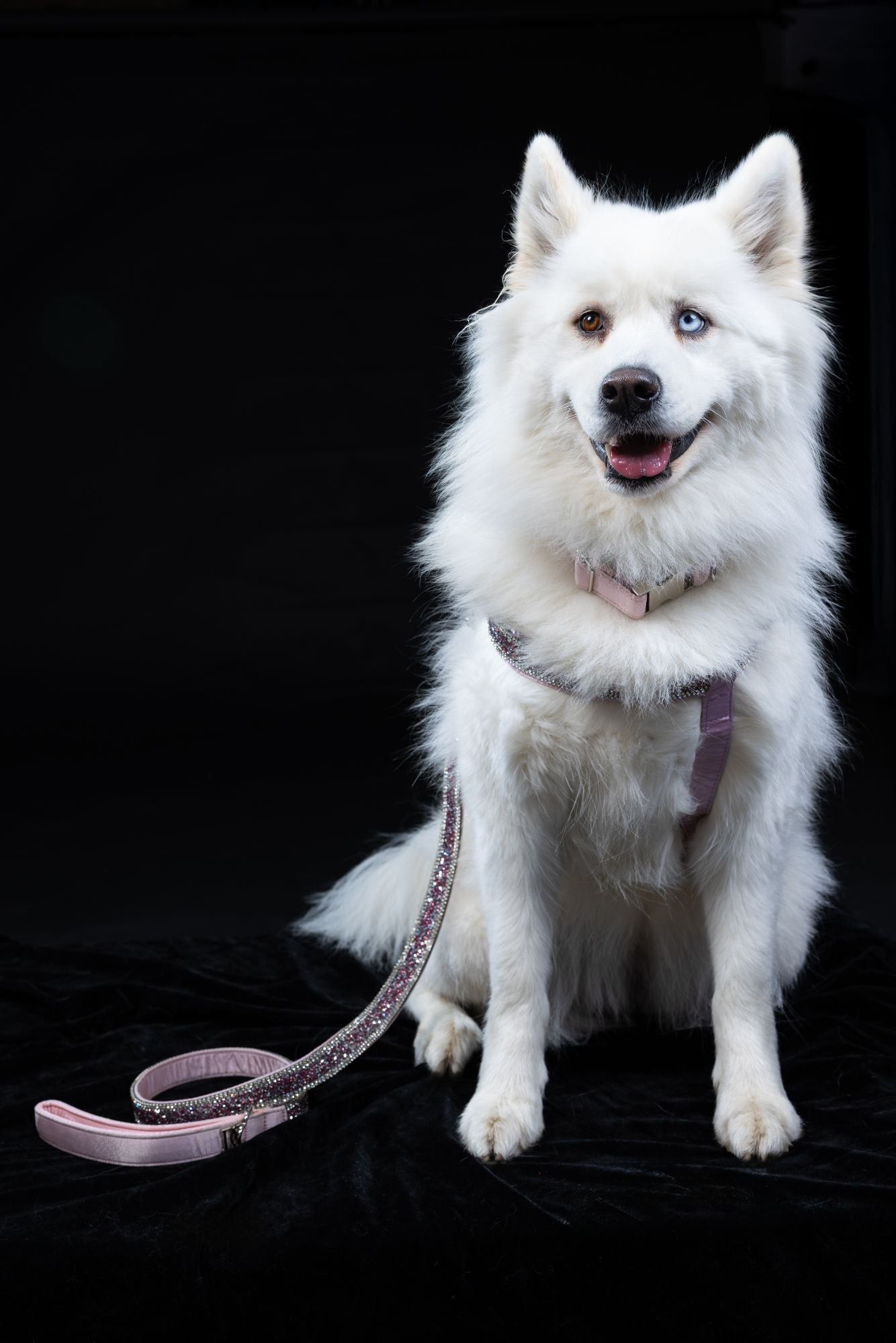 Hunde Design-Geschirr „Rosé Glamour“ – pink mit Kristallen