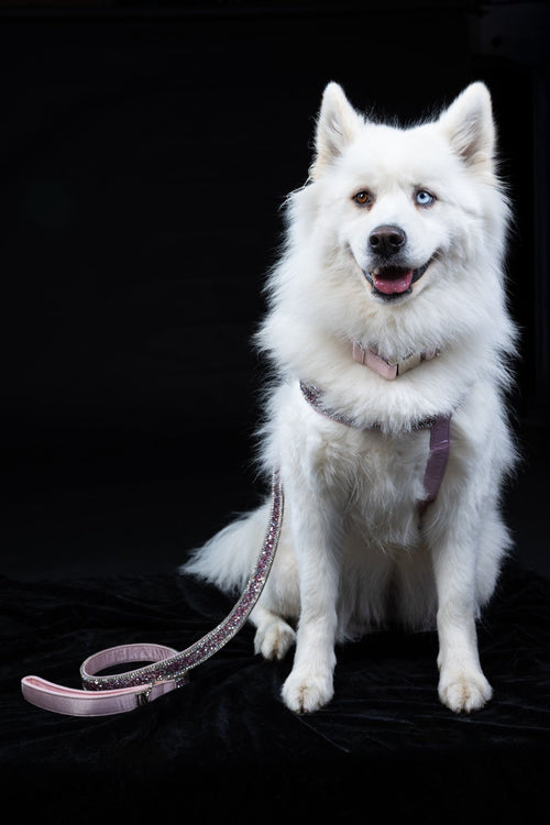 Hunde Design-Geschirr „Rosé Glamour“ – pink mit Kristallen