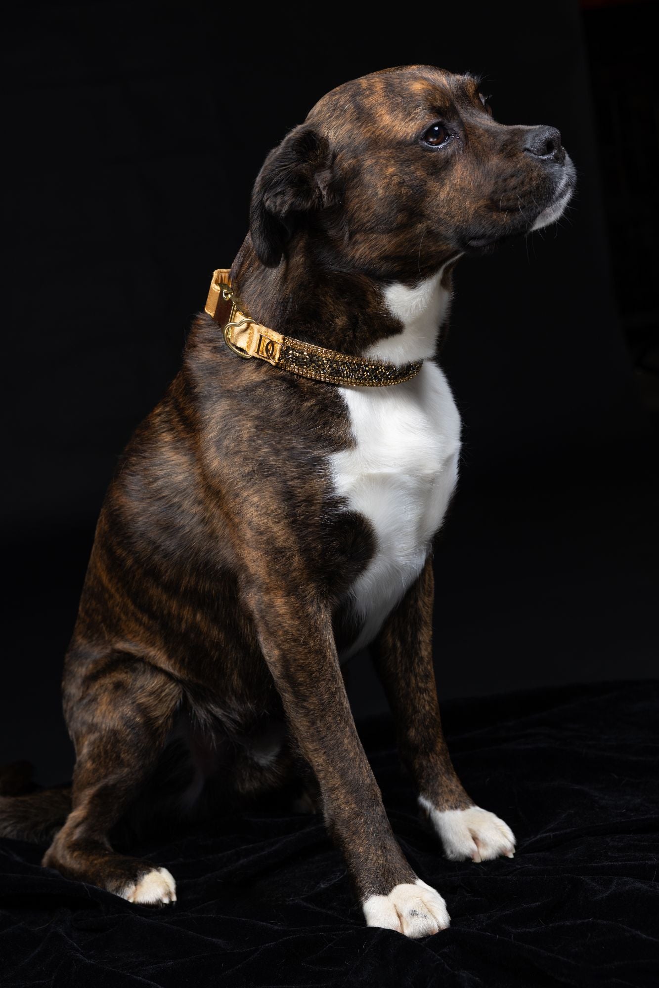 Hundehalsband „Golden Glow“ – gold mit Kristallen