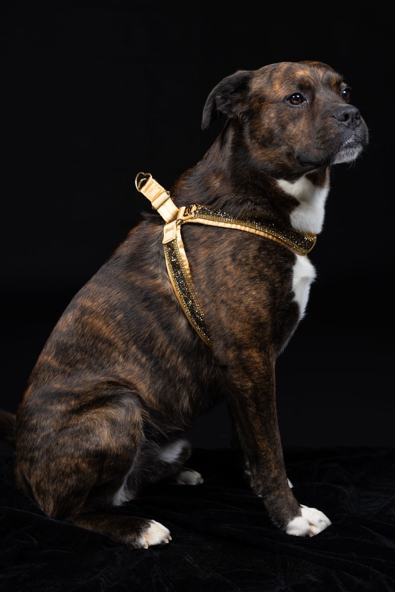 Hunde Design-Geschirr „Golden Glow“ – gold mit Kristallen