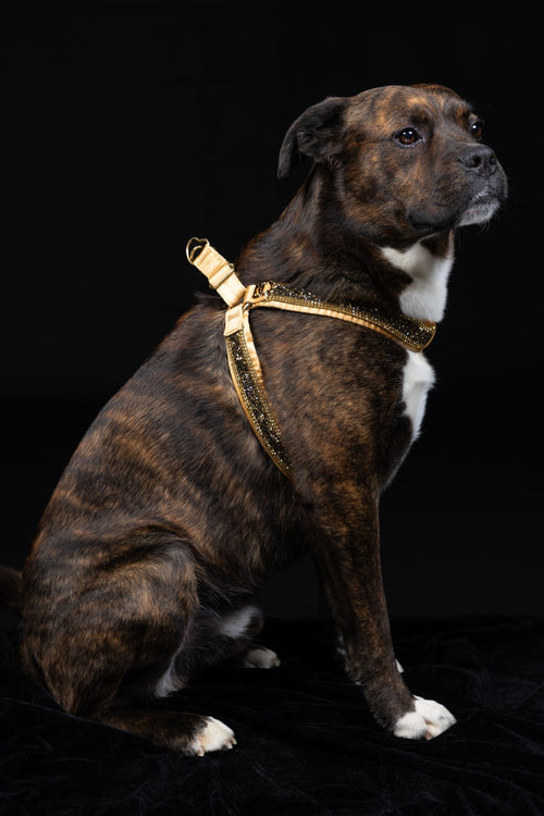 Hunde Design-Geschirr „Golden Glow“ – gold mit Kristallen