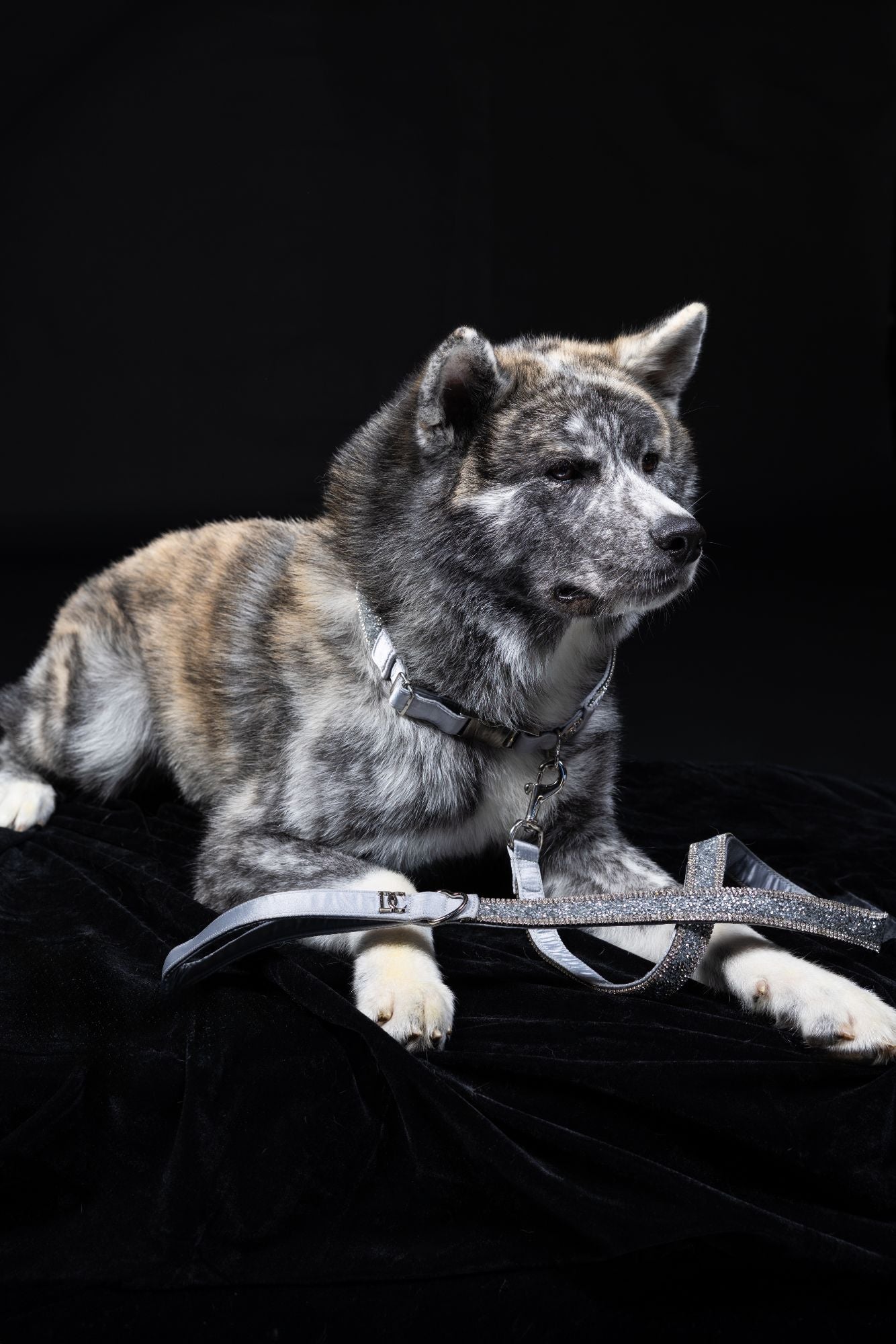 Hundehalsband „Crystal Moonlight“ – silber mit Kristallen