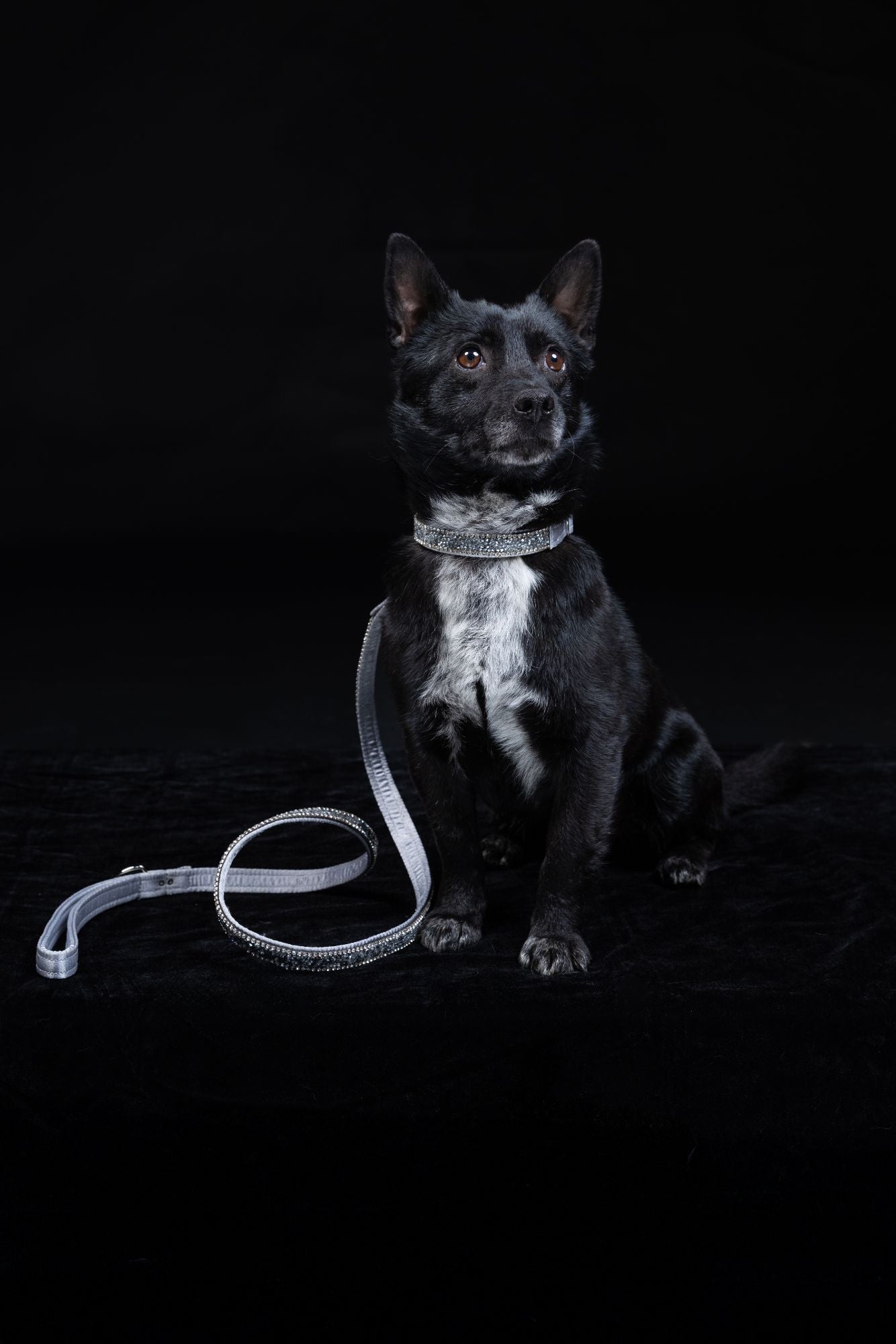Hundehalsband „Crystal Moonlight“ – silber mit Kristallen