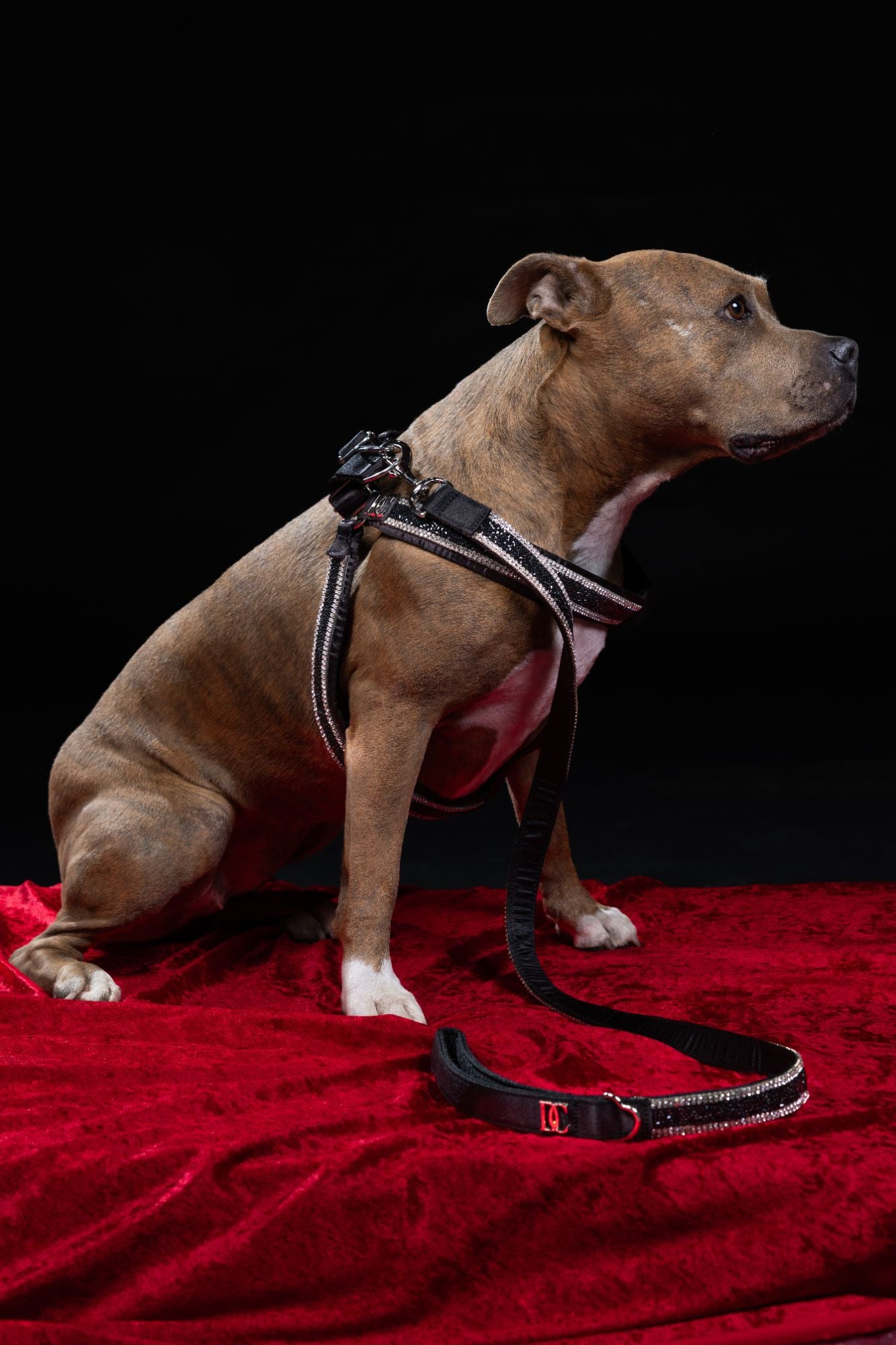 Hunde Design-Geschirr „Black Elegance“ – schwarz mit Kristallen