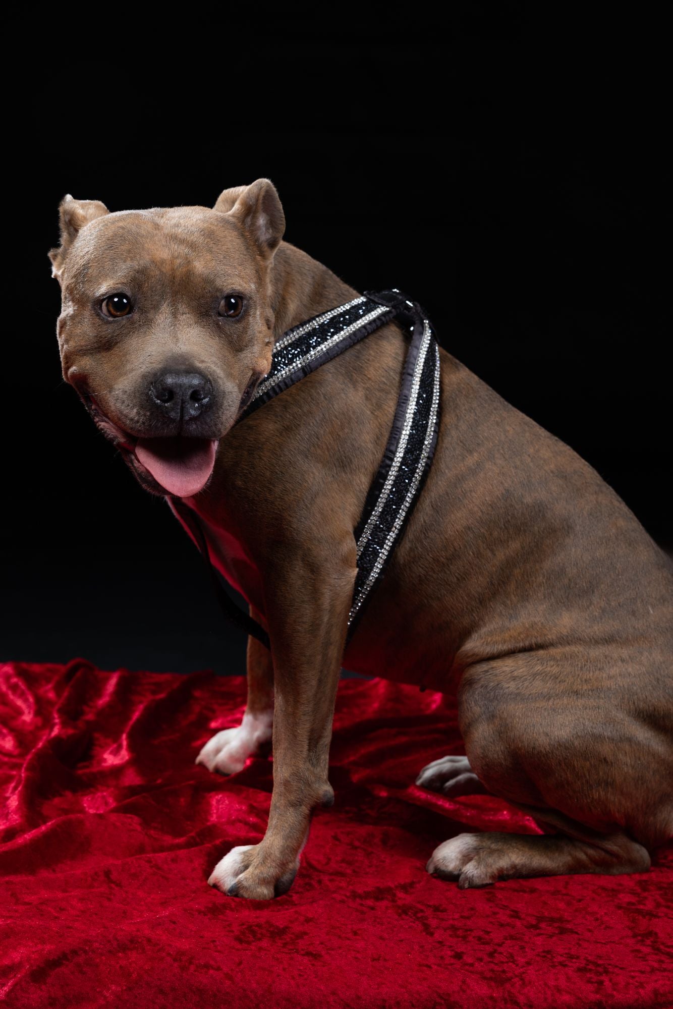 Hunde Design-Geschirr „Black Elegance“ – schwarz mit Kristallen