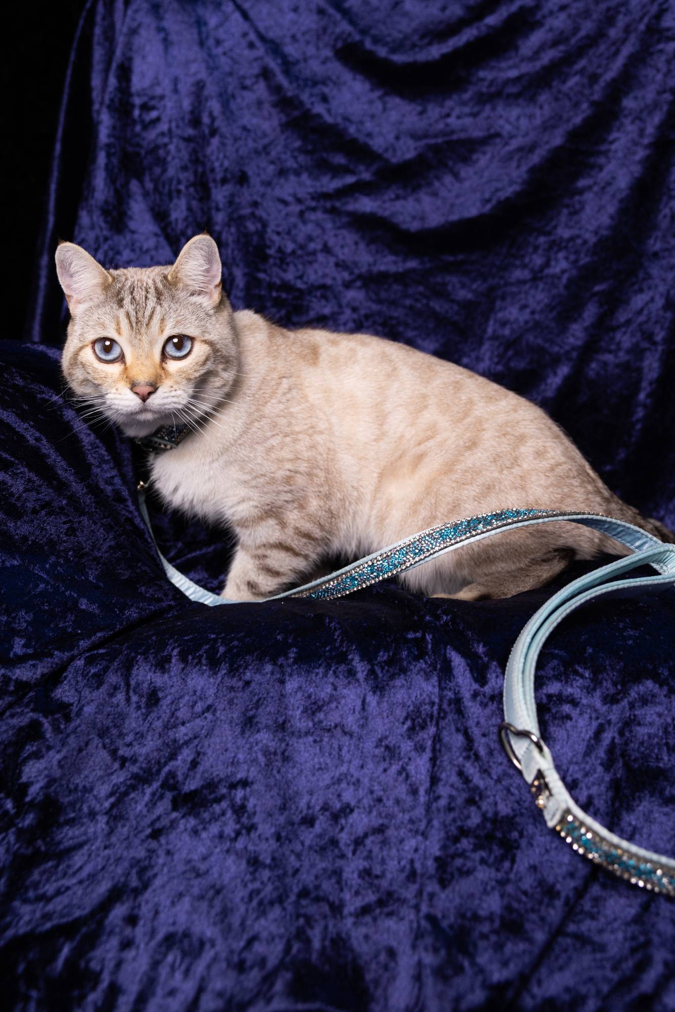Luxus-Katzenleine „Royal Sky“ – blau mit Kristallakzenten