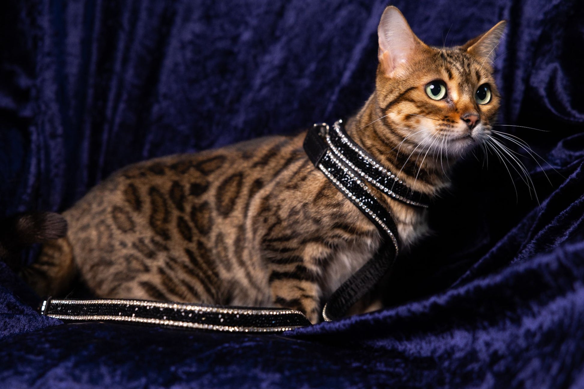 Katzenhalsband „Black Elegance“ – schwarz mit Kristallen