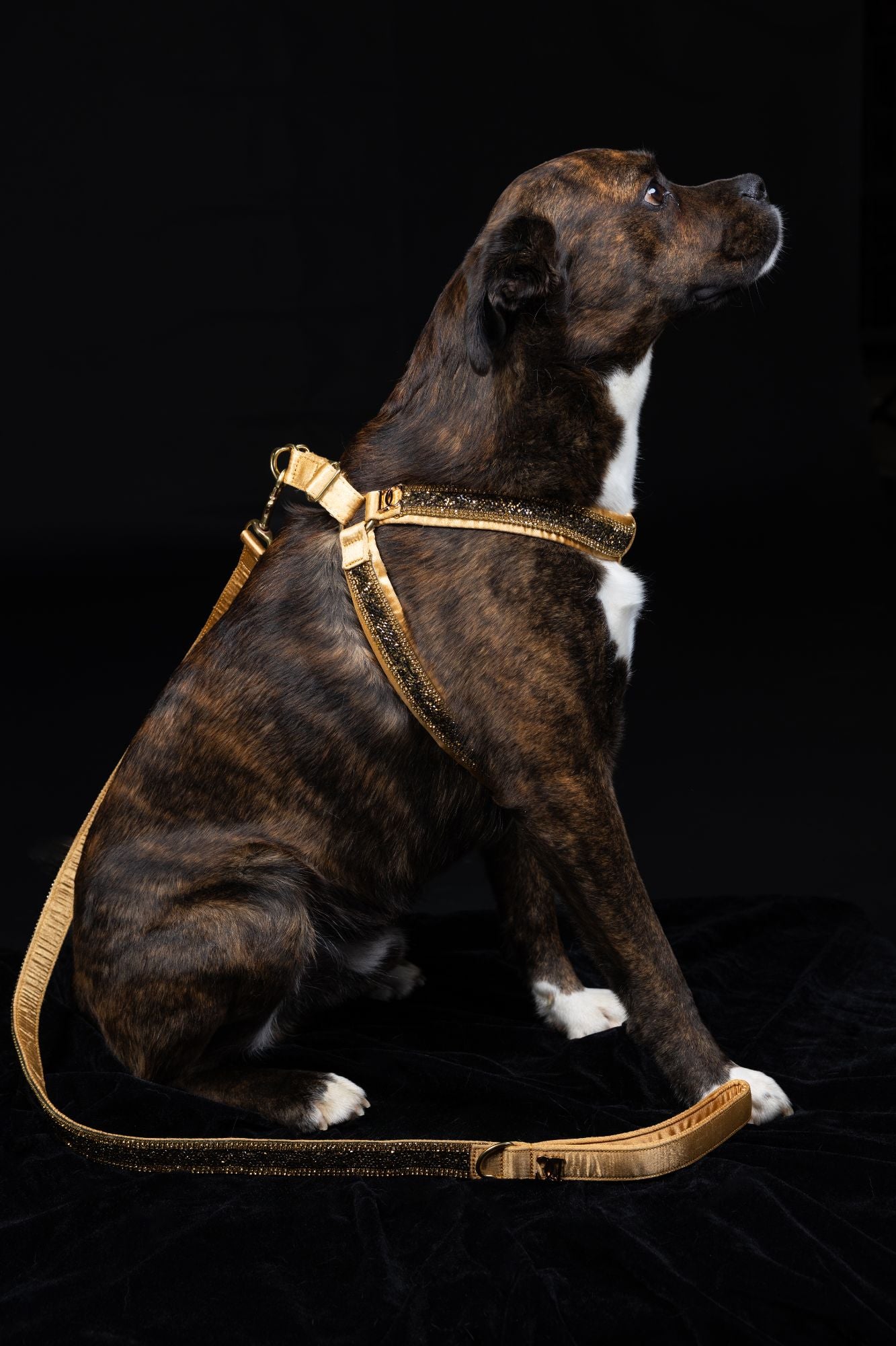 Hunde Design-Geschirr „Golden Glow“ – gold mit Kristallen
