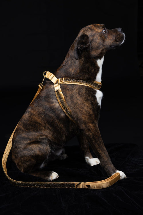 Hunde Design-Geschirr „Golden Glow“ – gold mit Kristallen