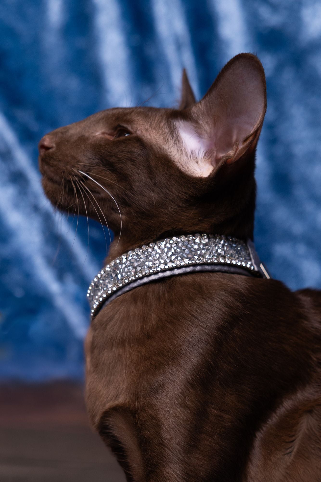Katzenhalsband „Crystal Moonlight“ – silber mit Kristallen