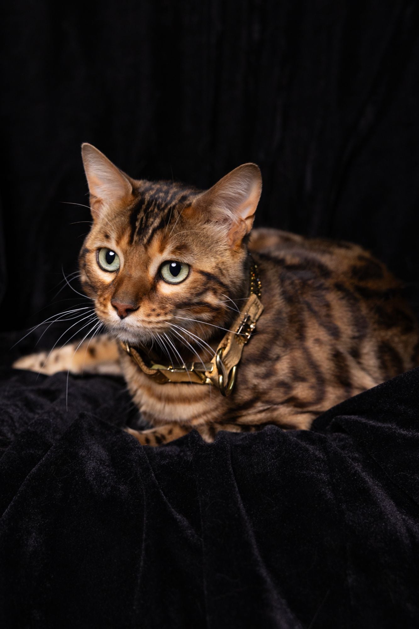 Katzenhalsband „Golden Glow“ – gold mit Kristallen