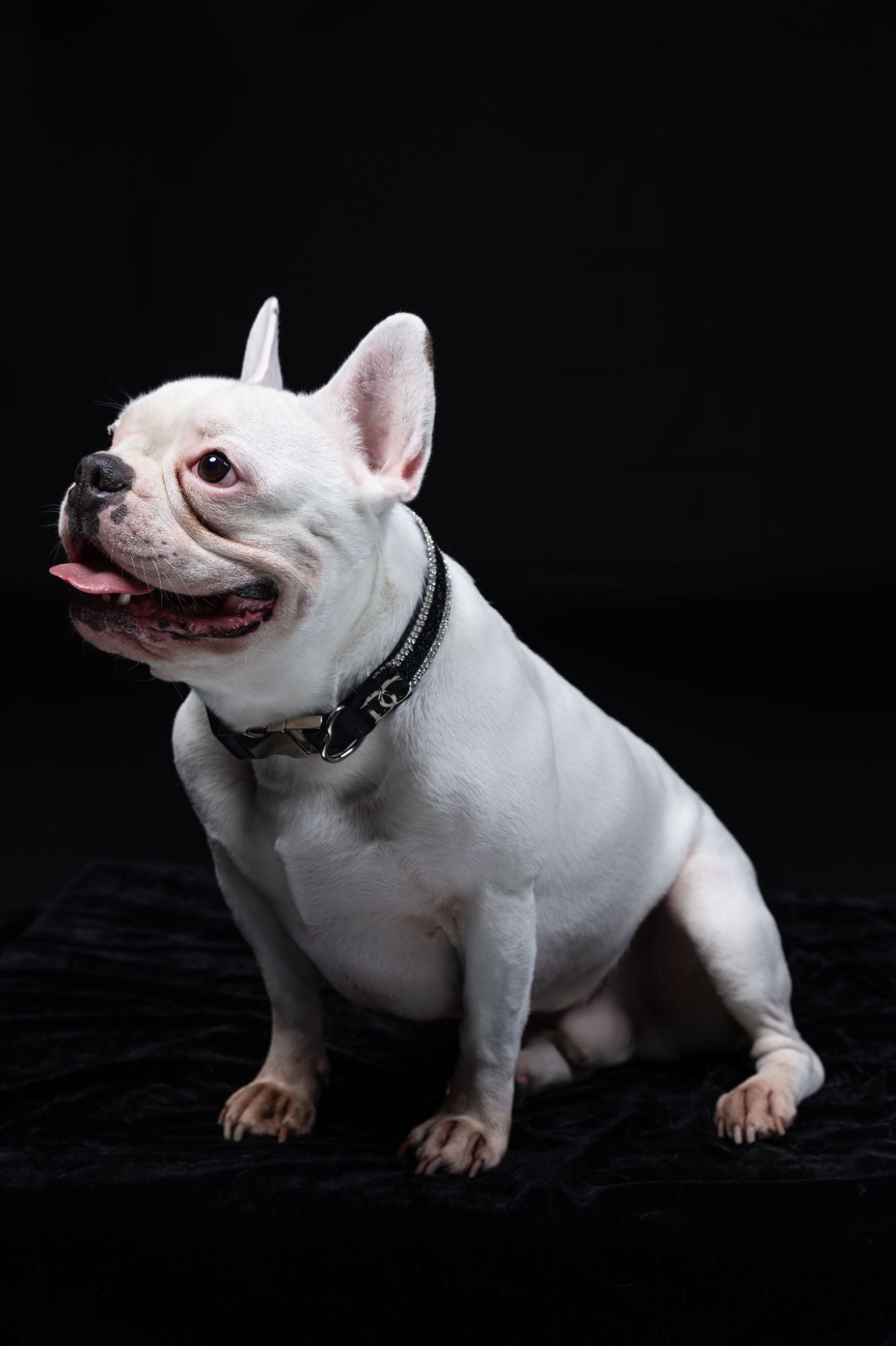 Hundehalsband „Black Elegance“ – schwarz mit Kristallen